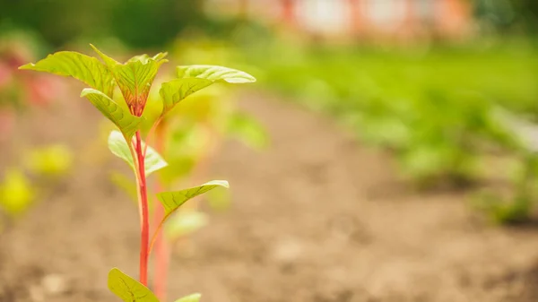 Baharda Tarlada Taze Yeşil Sebze Filizleri Yumuşak Bir Odak Tarım — Stok fotoğraf
