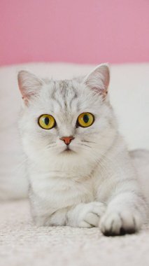 Pembe arka planda kameraya bakan tüylü kedicik, ön manzara. Dikey. Pembe arka planda oturan sevimli, kısa saçlı beyaz kedi. Fotokopi alanı da var. Sarı gözlü soyulmuş kedi yavrusu..