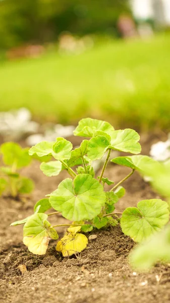 Friss Zöldség Hajtások Tavasszal Mezőn Lágy Fókusz Növekvő Fiatal Zöld — Stock Fotó