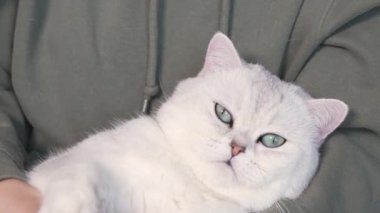 Woman petting her lovely fluffy white cute cat. Cute kitten with closed eyes. Love cats and humans