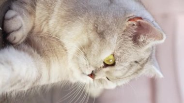 Close up view Scottish stripped grey cat sits and looks in camera with big yellow eyes. Slow motion. Vertical. Blurred background. Relaxed grey cat with big eyes on sunny day