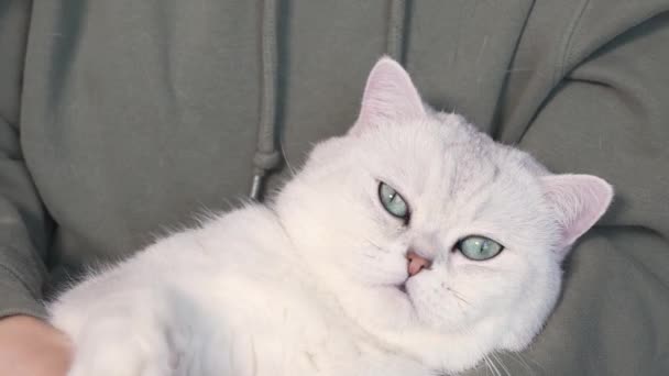 Γυναίκα Χαϊδεύει Την Όμορφη Χνουδωτή Άσπρη Χαριτωμένη Γάτα Της Γλυκό — Αρχείο Βίντεο