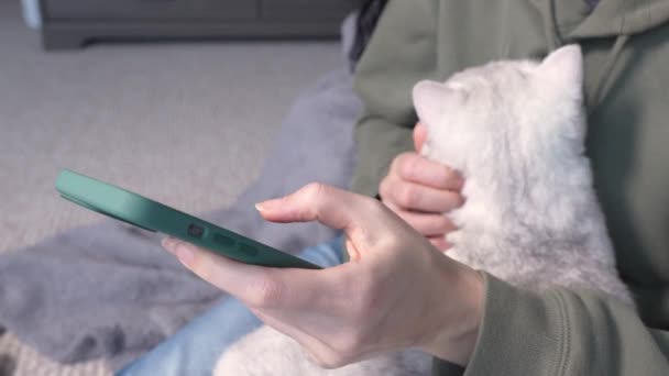 Close Woman Hands Swiping Smartphone White Cat Hands Selective Focus — Stockvideo