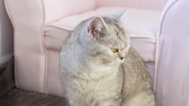 Brittish Stripped Grey Cat Sienta Junto Silla Rosa Mira Fijamente — Vídeos de Stock