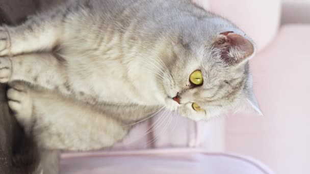 Escocés Despojado Gato Gris Sienta Lado Rosa Silla Miradas Cámara — Vídeo de stock