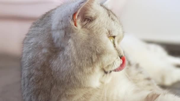 Close View British Stripped Grey Cat Grooming Her Paws Look — Vídeos de Stock