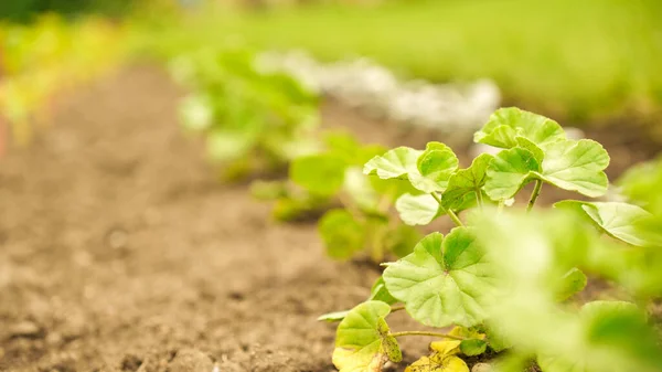 Friss Zöldség Hajtások Tavasszal Mezőn Lágy Fókusz Növekvő Fiatal Zöld — Stock Fotó