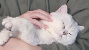 Fluffy white cute cat is sleeping on humans hands and opens blue eyes. Cute lovely kitten with closed eyes. Love cats and humans