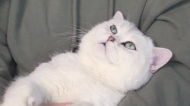 Woman petting her lovely fluffy white cute cat. Cute kitten with closed eyes. Love cats and humans