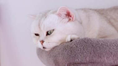 4k Close up white kitten with big blue eyes lying on grey cat tree. Domestic kitty pet lying. Sleep cat. Concept of happy adorable pets