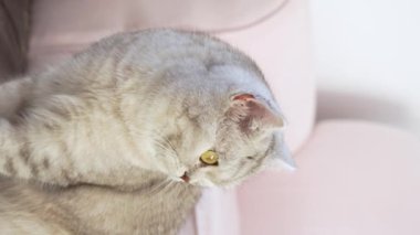 Scottish stripped grey cat sits next to pink chair looks in camera with big yellow eyes. Slow motion. Blurred background. Relaxed grey cat with big eyes on sunny day