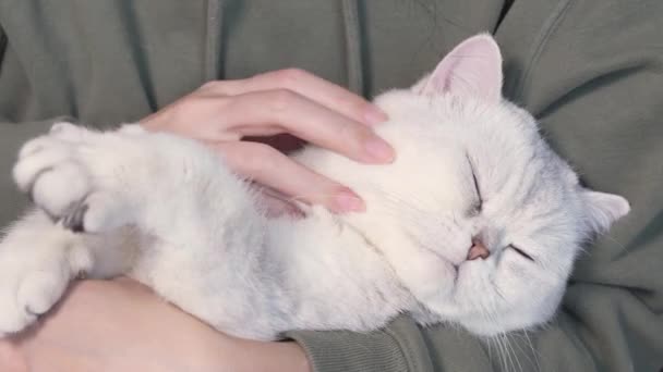 Fluffy White Cute Cat Sleeping Humans Hands Opens Blue Eyes — Vídeo de stock