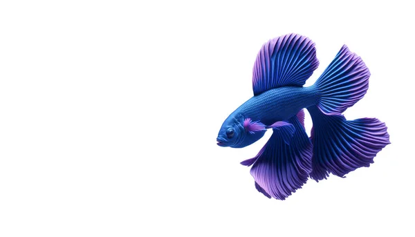 Beautiful Colorful Blue Purple Fantasy Beta Fish White Background Aquarium — Stock Photo, Image