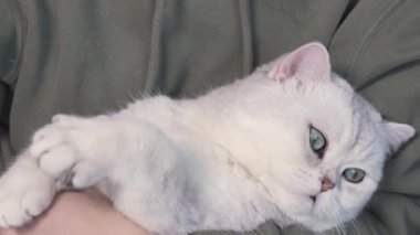 Fluffy white cute cat is sleeping on humans hands and opens blue eyes. Cute lovely kitten with closed eyes. Love cats and humans