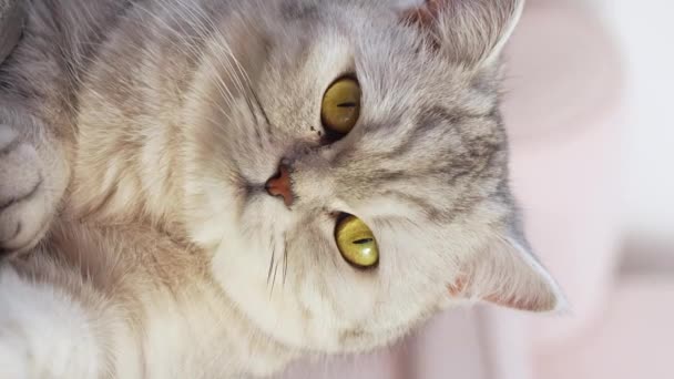 Yakından Skoç Soyulmuş Gri Kedi Oturur Büyük Sarı Gözleriyle Kameraya — Stok video