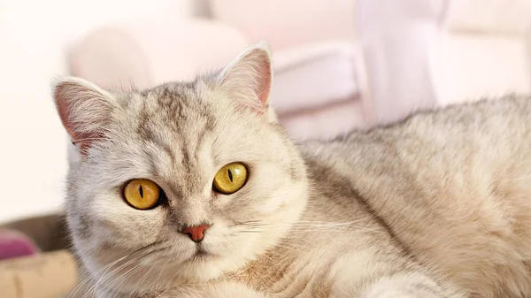 stock image Fluffy kitty looking at camera on pink background, front view. Cute young short hair white cat sitting in front of pink background with copy space. Stripped kitten with yellow eyes.