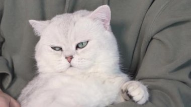 Fluffy white cute cat is sleeping on humans hands and opens blue eyes. Cute lovely kitten with closed eyes. Love cats and humans