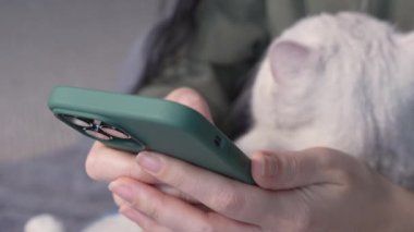 Close up of woman hands typing on smartphone with white cat in hands. Selective focus. Female sitting in green hoodie chatting on smartphone, stroking and play with cat spend free time in house