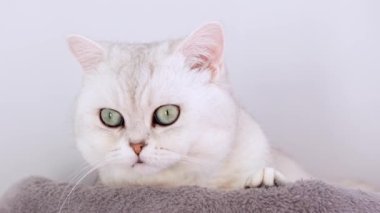 4k Close up white kitten with blue big eyes. White domestic kitty lying on cat tree. Sleepy cat. Concept of happy adorable pets