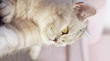 Close up view Scottish stripped grey cat sits and looks in camera with big yellow eyes. Slow motion. Vertical. Blurred background. Relaxed grey cat with big eyes on sunny day