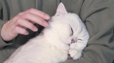 Woman petting her lovely fluffy white cute cat. Cute kitten with closed eyes. Love cats and humans