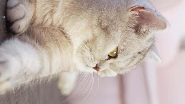Nahaufnahme Schottische Gestreifte Graue Katze Sitzt Und Blickt Mit Großen — Stockvideo