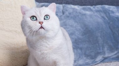 Kabarık kedicik yeşil arka planda kameraya bakıyor. Şirin, genç, kısa saçlı beyaz kedi fotokopi odasıyla el ele oturuyor. Mavi gözlü soyulmuş kedi yavrusu.