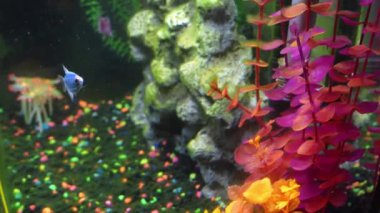 Akvaryumdaki globalığın yakın görüntüsü. Tankta farklı renklerde parlayan balıklar, büyük taşlar, dekorasyonlar. Akvaryumdaki yosunlar. Beden Eğitimi Otobüsü Ternetzi