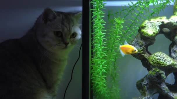 Katze Betrachtet Tetra Fische Aquarium Glühende Fische Verschiedenen Farben Becken — Stockvideo