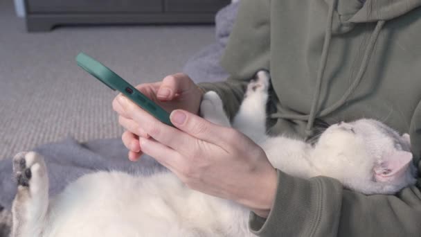 Close Woman Hands Swiping Smartphone White Cat Hands Selective Focus — Vídeos de Stock