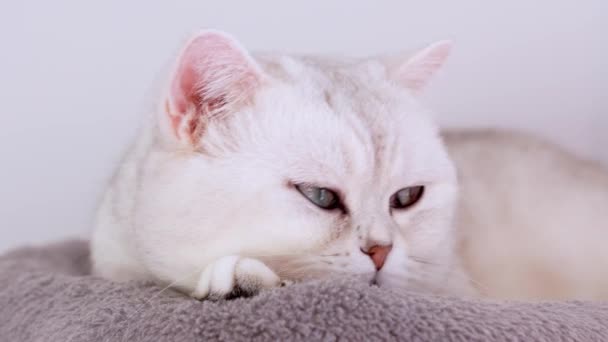 4K青い大きな目で白い子猫を閉じます 白い猫が猫の木の上に横たわっている 眠い猫 幸せな愛らしいペットのコンセプト — ストック動画