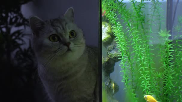 Kat Kijkt Naar Tetravissen Het Aquarium Glow Vissen Verschillend Gekleurd — Stockvideo