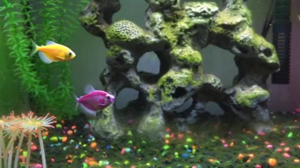 Close Zicht Bolle Vis Het Aquarium Glow Vissen Verschillend Gekleurd — Stockvideo