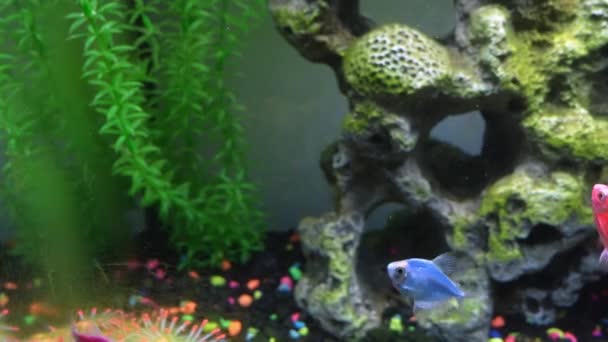 Vista Cerca Glofish Acuario Resplandor Peces Diferentes Colores Tanque Con — Vídeos de Stock