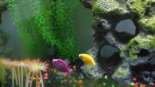 在水族馆里近距离观察全球水母 用大石头把不同颜色的鱼放在水缸里 装饰一番 水族馆里的藻类Gymnocorymbus Ternetzi — 图库视频影像