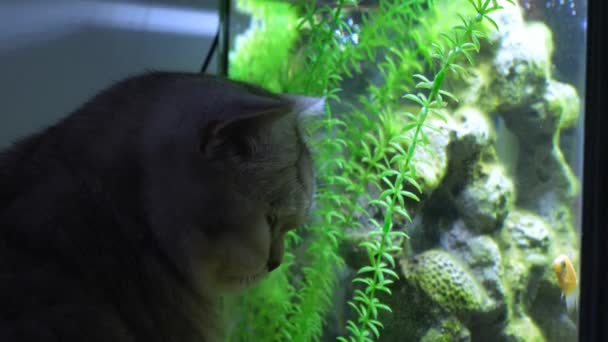 ネコは水族館でテトラの魚を見ています 大きい石 装飾が付いているタンクで異なった光沢の魚 水族館にいる藻類 ジムノコリンバス テルネットジ — ストック動画