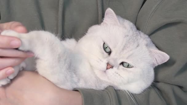 Flauschige Weiße Süße Katze Schläft Auf Menschenhänden Und Öffnet Blaue — Stockvideo