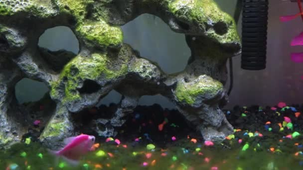 アクアリウムの暗い魚の近くの眺め 大きい石 装飾が付いているタンクで異なった光沢の魚 水族館にいる藻類 ジムノコリンバス テルネットジ — ストック動画