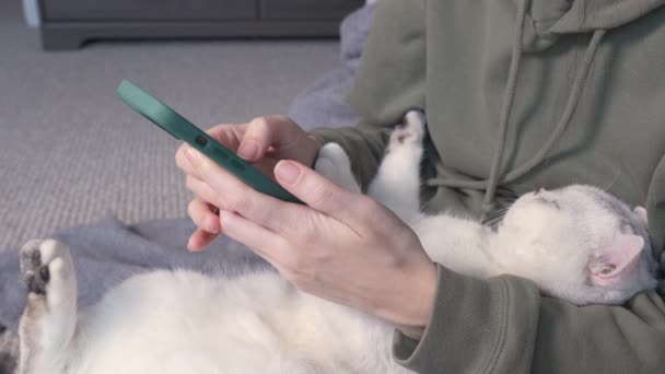 Beyaz Kediyle Akıllı Telefonları Soyan Kadın Ellerine Yakın Çekim Seçici — Stok video