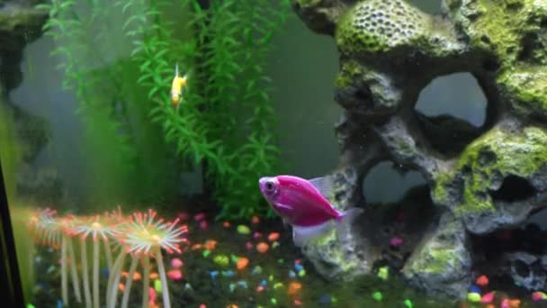 Akvaryumdaki Globalığın Yakın Görüntüsü Tankta Farklı Renklerde Parlayan Balıklar Büyük — Stok video