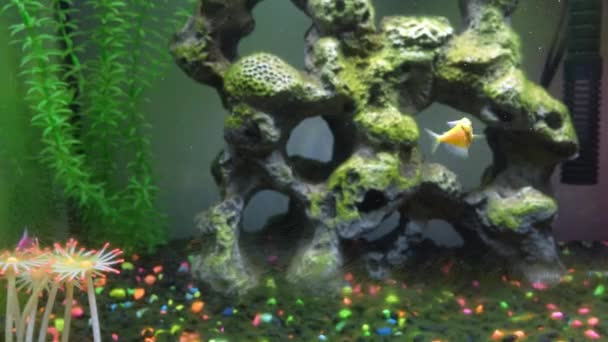 Akvaryumdaki Globalığın Yakın Görüntüsü Tankta Farklı Renklerde Parlayan Balıklar Büyük — Stok video