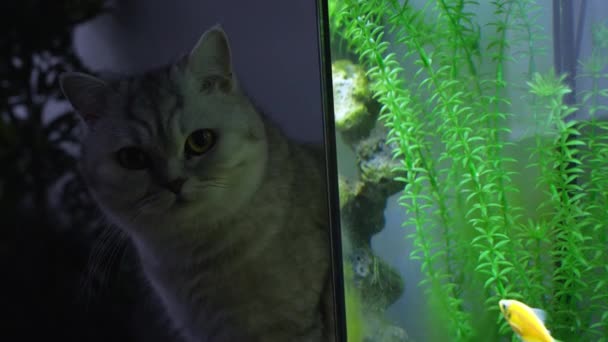 Kedi Akvaryumdaki Tetra Balığına Bakıyor Tankta Farklı Renklerde Parlayan Balıklar — Stok video