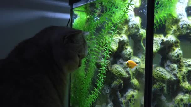 ネコは水族館でテトラの魚を見ています 大きい石 装飾が付いているタンクで異なった光沢の魚 水族館にいる藻類 ジムノコリンバス テルネットジ — ストック動画