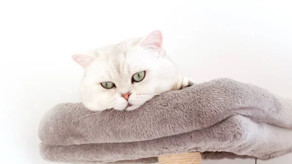 ふわふわの白いイギリスの短椅子の猫は上からの眺め猫の木に眠っています コピースペースと灰色のベッドにかわいい若い白い子猫 — ストック写真