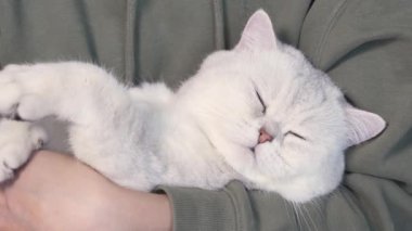 Fluffy white cute cat is sleeping on humans hands and opens blue eyes. Cute lovely kitten with closed eyes. Love cats and humans