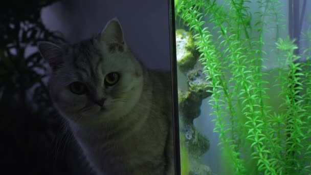 Cat Está Mirando Los Peces Tetra Acuario Resplandor Peces Diferentes — Vídeo de stock