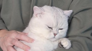 Fluffy white cute cat is sleeping on humans hands and opens blue eyes. Cute lovely kitten with closed eyes. Love cats and humans