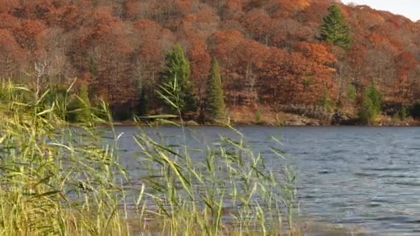 Malowniczy Jesienny Krajobraz Rzeką Kolorowym Jesiennym Lasem Słoneczny Jesienny Dzień — Wideo stockowe