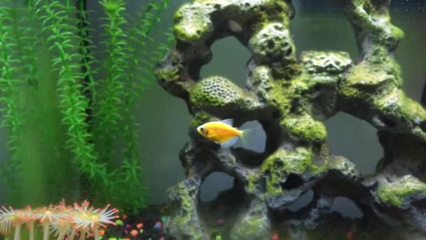 Großaufnahme Von Kugelfischen Aquarium Glühende Fische Verschiedenen Farben Becken Mit — Stockvideo