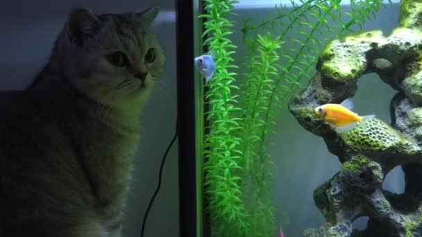 猫在看水族馆里的小鱼 用大石头把不同颜色的鱼放在水缸里 装饰一番 水族馆里的藻类Gymnocorymbus Ternetzi — 图库视频影像
